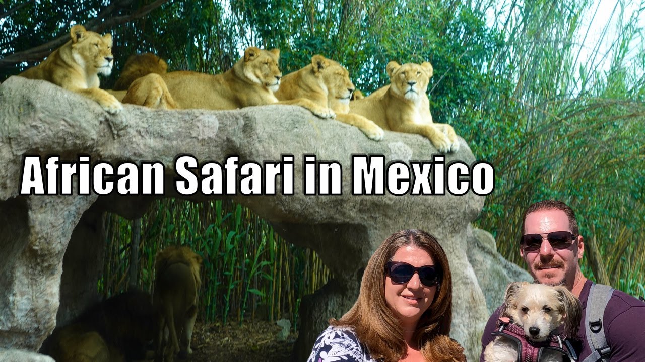 Private driver from Mexico City to Africam Safari: Drive-through wildlife park