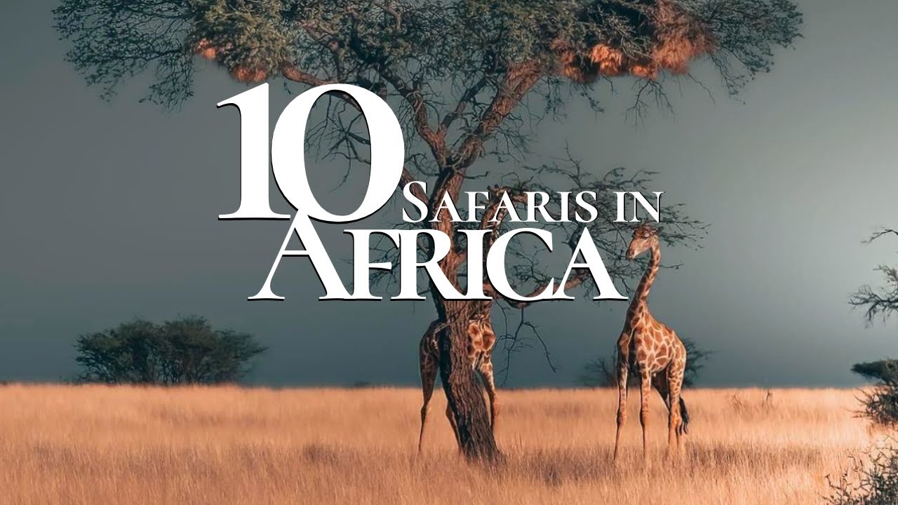Things to do in Africam Safari